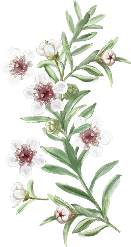 Illustration of manuka flowers. Manuka honey in Doe Nutrition Revive deer milk supplement helps aid digestive symptoms.