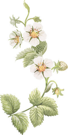Illustration of strawberry flowers. Strawberries and other berries add further health benefits to Doe Nutrition Beauty deer milk supplement.